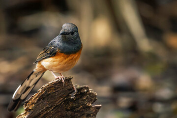 White-Rumped Shama (Copsychus Malabaricus)