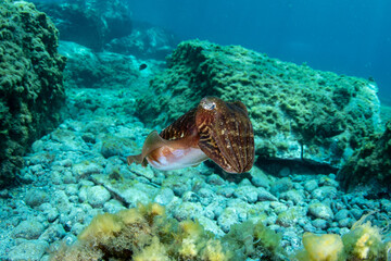 Common cuttlefish (Sepia officinalis) Tenerife, Canary Islands, Spain.