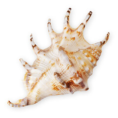 Top view of a seashell, isolated on a white background. Represents the concept of a summer beach vacation, evoking memories of leisurely moments lying on the sand or bathing in the sea