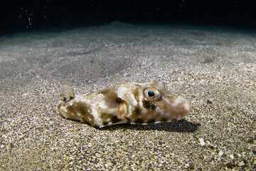 Guinean Puffer (Sphoeroides marmoratus) near seabed, underwater