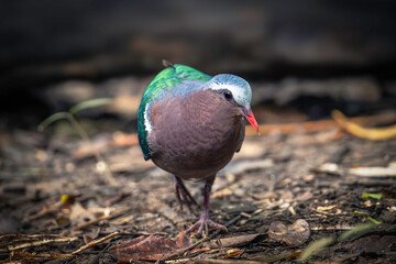 Asian Emerald Dove (Chalcophaps Indica)
