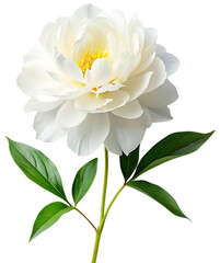 White peony flower isolated 