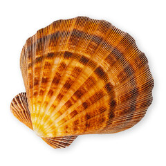 Top view of a seashell, isolated on a white background. Represents the concept of a summer beach vacation, evoking memories of leisurely moments lying on the sand or bathing in the sea