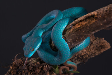 White lipped pit viper snake