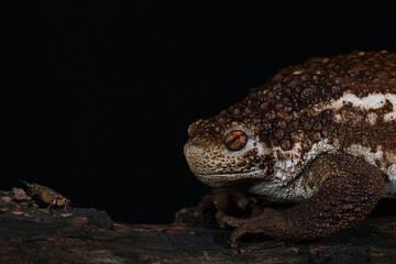 Pseudobufo subasper frog