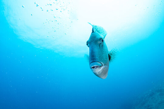 Oceanic triggerfish in its natural habitat, Tenerife, Canary Islands