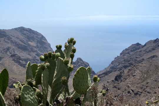 Opuntia cactuses in Tenerife, Canary Islands