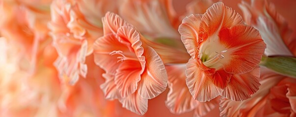 Close up of gladiolus orange flower