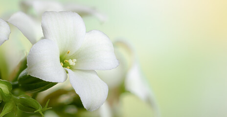 Closeup of white kalanchoe flowers - 761450050