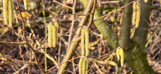 Spring pollen flight, pollen allergy background banner panorama - Common hazel, hazelnut shrub tree ( Corylus avellana ) with pollen catkins and yellow flower pollen, illuminated by the sun