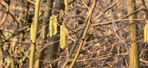 Spring pollen flight, pollen allergy background banner panorama - Common hazel, hazelnut shrub tree ( Corylus avellana ) with pollen catkins and yellow flower pollen, illuminated by the sun