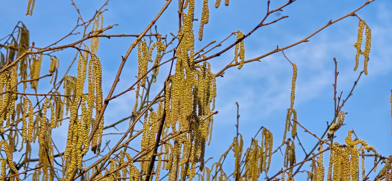 Spring pollen flight, pollen allergy background banner panorama - Common hazel, hazelnut shrub tree ( Corylus avellana ) with pollen catkins and yellow flower pollen, illuminated by the sun