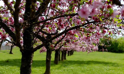 blooming tree in spring