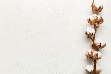 Autumn Floral composition. Dried white fluffy cotton flower branch top view on colored table with copy space
