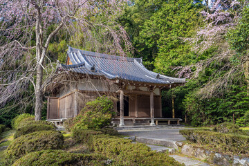 Fototapeta na wymiar 京都醍醐寺 真如三昧耶堂の春景色