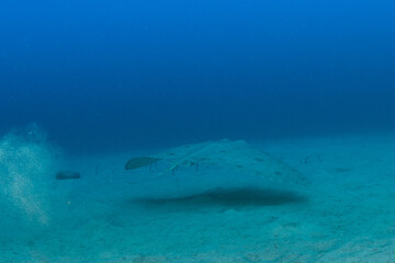 Fototapeta premium Mantelina, Butterfly ray, (Gymnura altavela) in Tenerife, Canary Islands. 