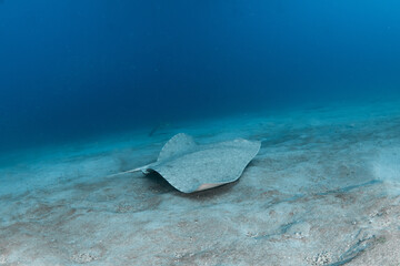 Mantelina, Butterfly ray, (Gymnura altavela) in Tenerife, Canary Islands.