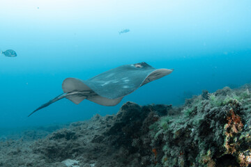 Round stingray, Taeniura grabata in Tenerife, Canary Islands, Spain.