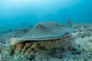 Round stingray, Taeniura grabata in Tenerife, Canary Islands, Spain.