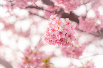満開の河津桜