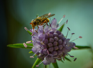 Hover fly on a flower macro