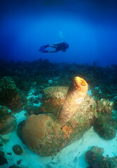 a diver on a reef in the caribbean sea