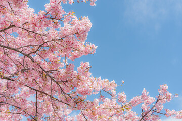満開の河津桜と青空