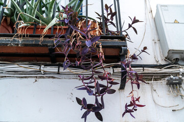 Dreimasterblume auf einem Balkon in Spanien