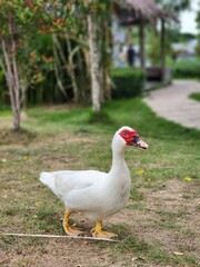 White duck in green farm