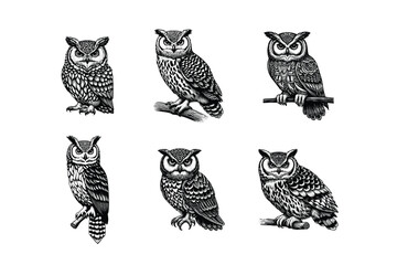 set of owl illustration. hand drawn owl black and white vector illustration. isolated white background