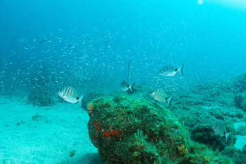 Fototapeta premium Underwater rocky reef with school of small fish at Montaña Amarilla, Tenerife, Canary Islands