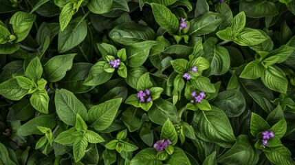 Comfrey patch in a lush herb garden, showcasing its broad green leaves and clusters of purple flowers. Plant's integration into a diverse ecosystem, emphasizing its role in herbal medicine.