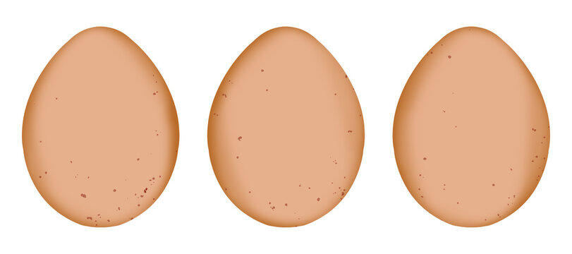 chicken egg illustration. Perfect for artwork, t-shirts, cards, prints, picture books, coloring books, wallpaper, prints, etc.