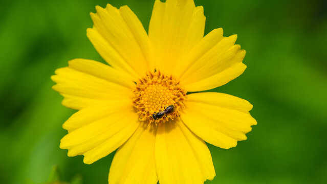 One flower of yellow chamomile on a blurred green background