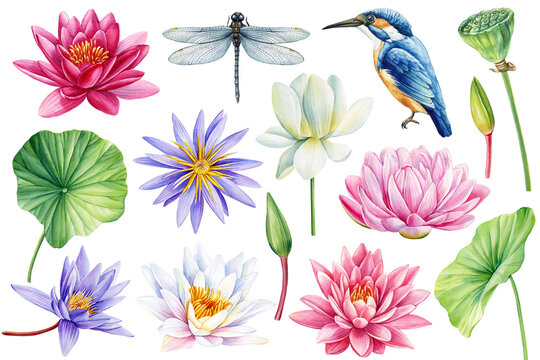Lotus, dragonfly, kingfisher watercolor set isolated background botanical painting illustration plant. Waterlilies, bird