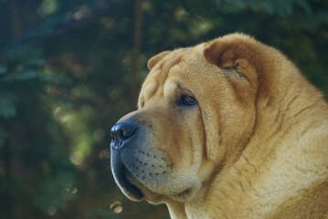 Sharpei dog in the garden