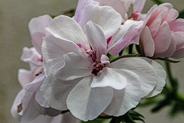 Blooming Geranium in Pink and White
