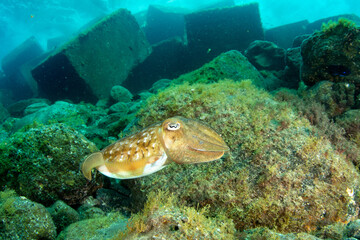 Common cuttlefish (Sepia officinalis) Tenerife, Canary Islands, Spain.