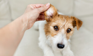 Owner's hand checking and cleaning her healthy dog's ear. Pet care banner. - 761466212