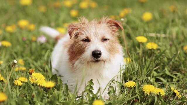 Cute happy funny jack russell dog listening in the grass with dandelion herb flowers. Summer, spring background.