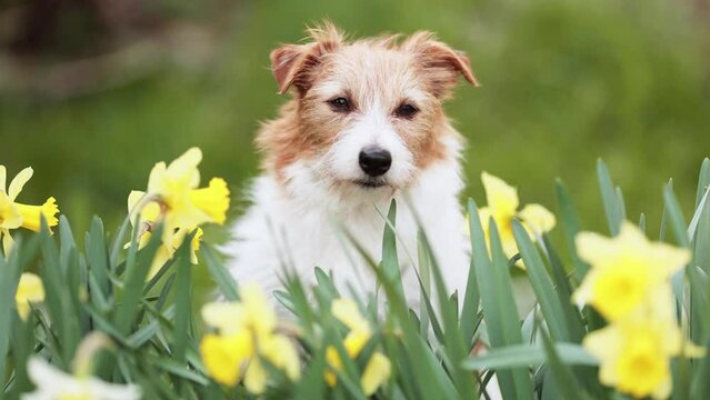 Cute dog's face looking through the easter daffodil flowers in spring