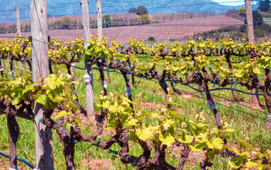 Rows of vines with green spring foliage and early flowering buds, with green grass between rows