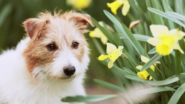 Cute happy smelling dog's face looking through the daffodil easter flowers. Spring or summer background