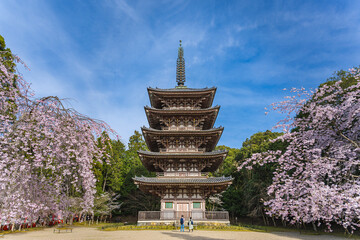京都醍醐寺 桜に包まれた五重塔 - 761468296
