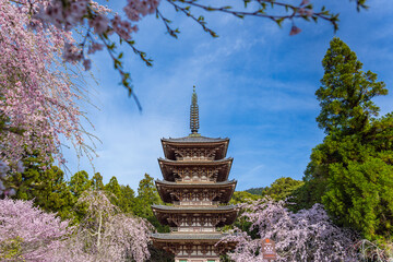 京都醍醐寺 桜に包まれた五重塔 - 761468299
