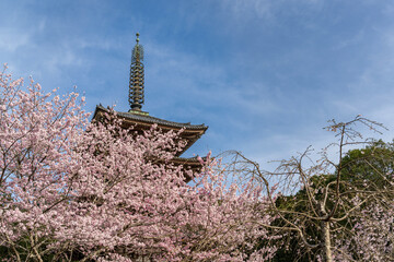 京都醍醐寺 桜に包まれた五重塔 - 761468866