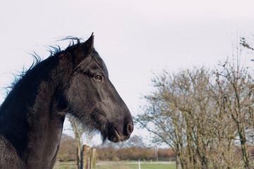 Friesen Pferd im Porträt