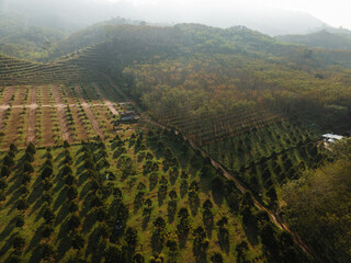Aerial view durain fruit forest plantation tree on mountain hill