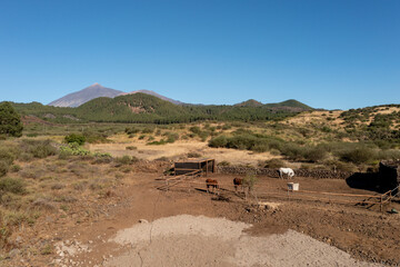 Aerial View of Mount Teide with Pine Forest, Tenerife
