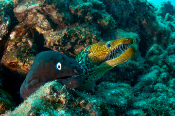 Black moray eel and Fangtooth moray eel, closeup in Tenerife, Canary Islands.